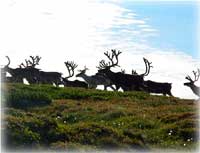 Bitter weather may have wiped out reindeer