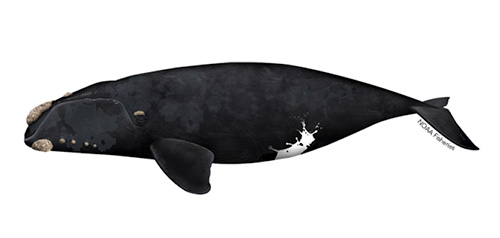 jpg North Pacific Right Whale graphic
