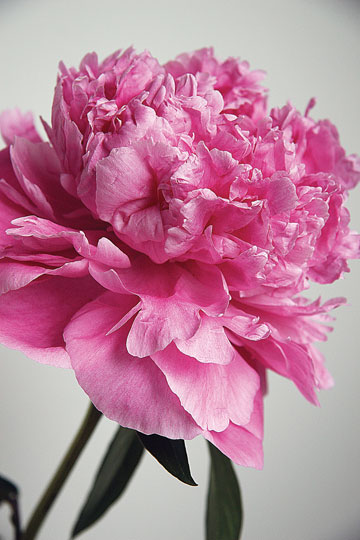 jpg Alaska’s peonies are the state’s new cash crop