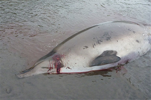 jpg Stejneger’s beaked whale found on NavFac Beach, Adak Island, Alaska on August 3, 2018