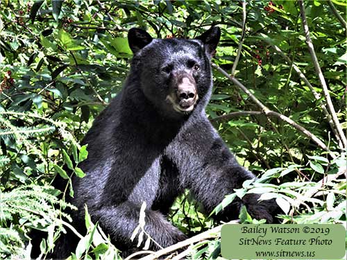 jpg Prevent Bear Issues This Summer: Start Spring Cleaning Now 