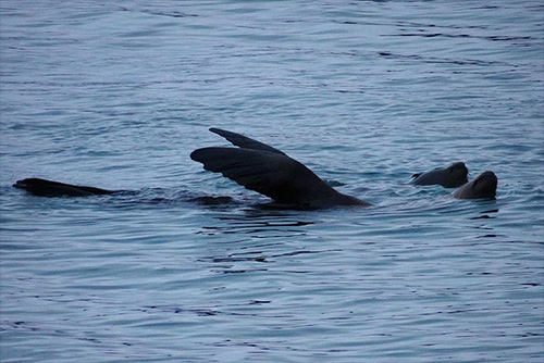 Is That Steller Sea Lion in Distress? Waving? Or Is It ...Thermoregulation?