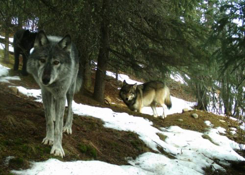 jpg Wolves check out a trail camera in Denali National Park and Preserve 