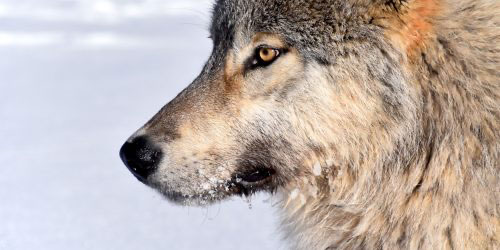 Wolf-virus study shows the virtue of space