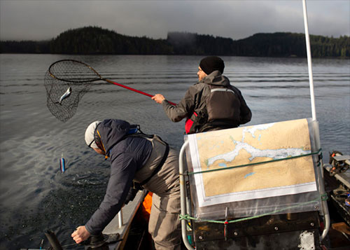 Study: Salmon virus originally from the Atlantic, spread to B.C. wild salmon from farms 