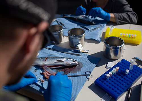 jpg Sampling wild Pacific salmon.