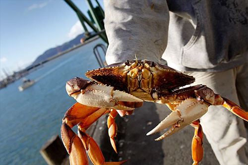 jpg University of Toronto Scarborough researchers recently found that the Dungeness crab, popular among diners, is losing its sense of smell due to ocean acidification, which may explain why its numbers are thinning.