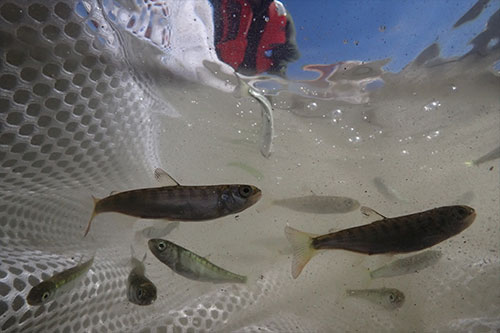 jpg Juvenile salmon migration timing responds unpredictably to climate change 