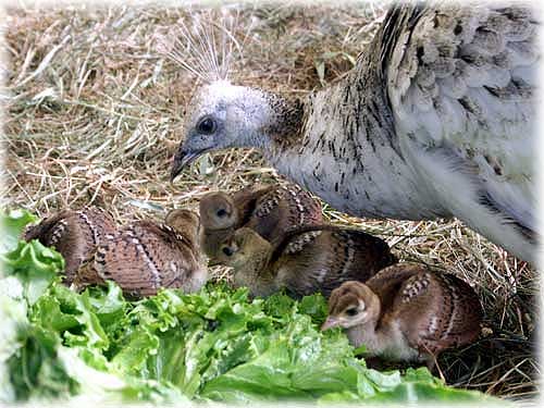 jpg Mother peahen & chicks