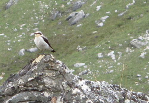 jpg A northern wheatear pauses on a rock outcrop in the Kokrines Hills of Interior Alaska.