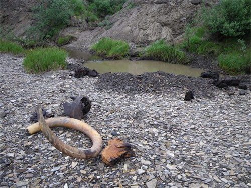 jpg A mammoth tusk, teeth and skull parts lie on the gravel after they were dug out of the Kikiakrorak River...