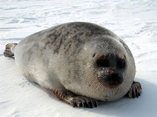 jpg Photo of Ringed Seal