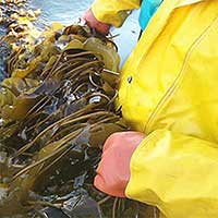 Alaska Shellfish Growers Learn about Seaweed Farming