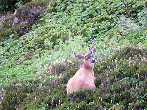 jpg A deer rests in the alpine of the Tongass National Forest
